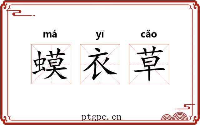 蟆衣草