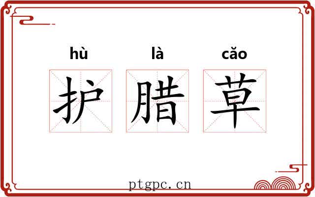 护腊草 护腊草