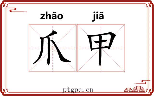 爪甲 爪甲