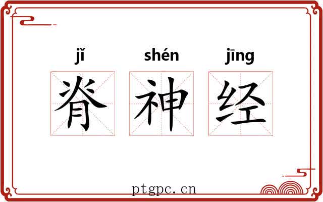 脊神经 脊神经