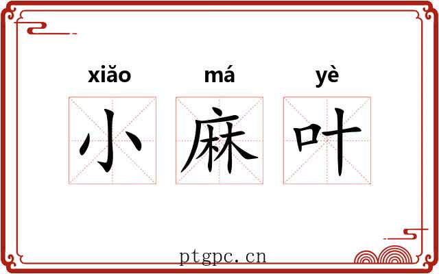 小麻叶 小麻叶