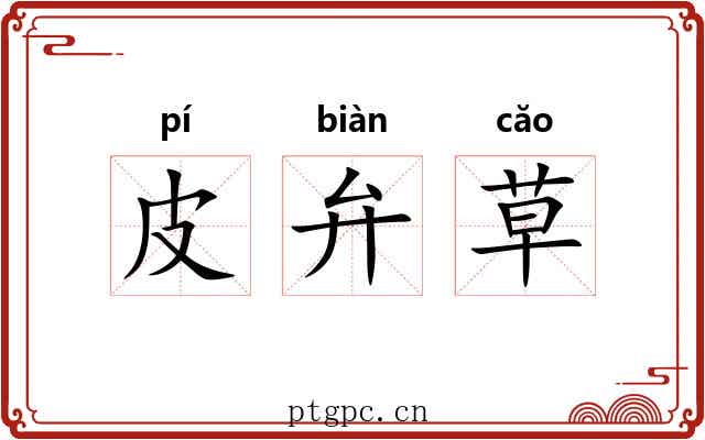 皮弁草 皮弁草