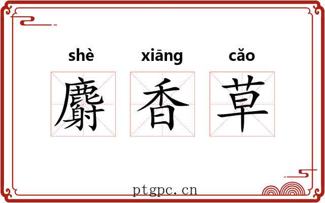 麝香草