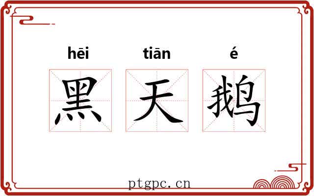黑天鹅 黑天鹅