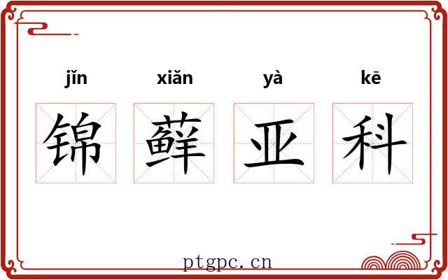 锦藓亚科 锦藓亚科