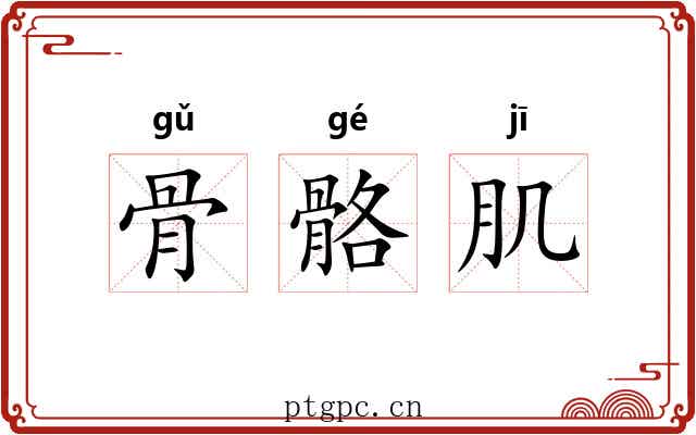 骨骼肌 骨骼肌