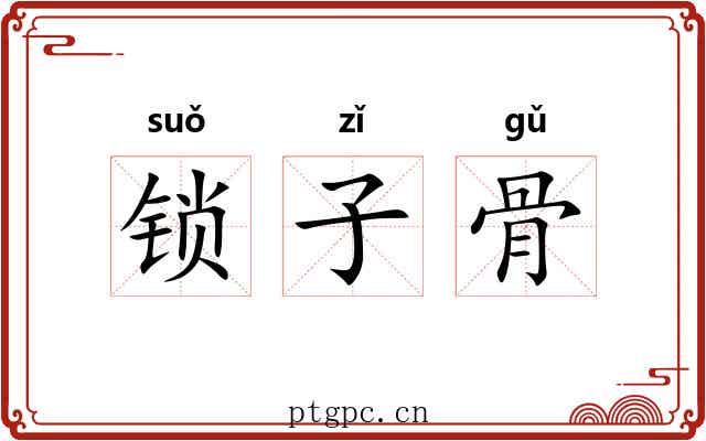 锁子骨 锁子骨