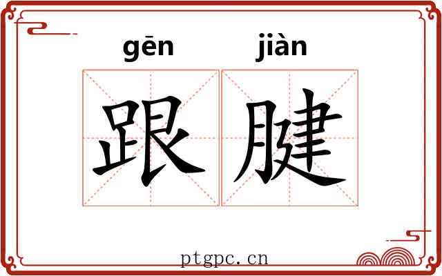 跟腱