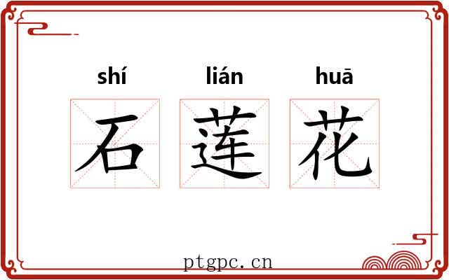 石莲花 石莲花