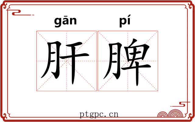 肝脾