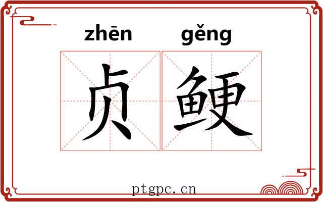 贞鲠