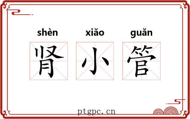 肾小管 肾小管