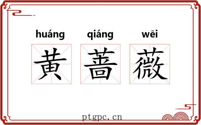 黄蔷薇 黄蔷薇