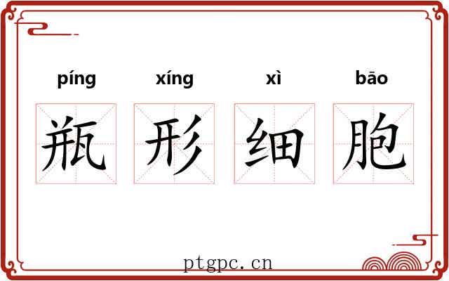 瓶形细胞 瓶形细胞