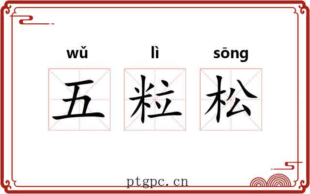 五粒松 五粒松
