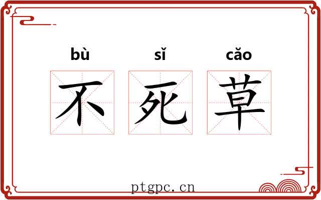 不死草 不死草