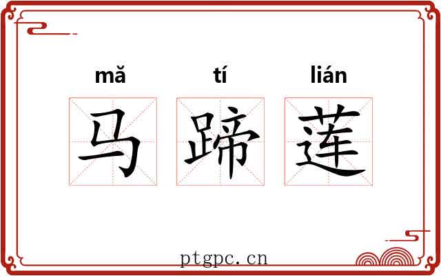 马蹄莲 马蹄莲