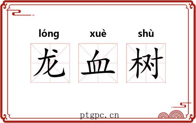 龙血树 龙血树
