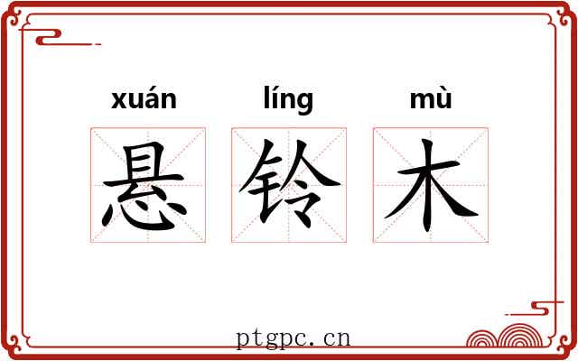 悬铃木 悬铃木