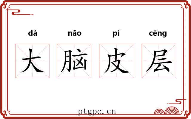 大脑皮层 大脑皮层