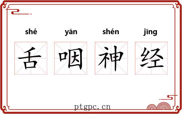 舌咽神经 舌咽神经