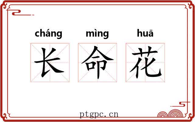 长命花 长命花