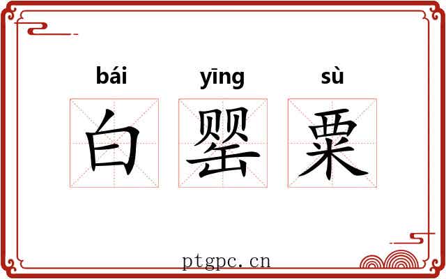 白罂粟 白罂粟