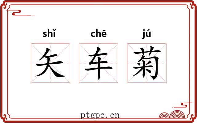 矢车菊