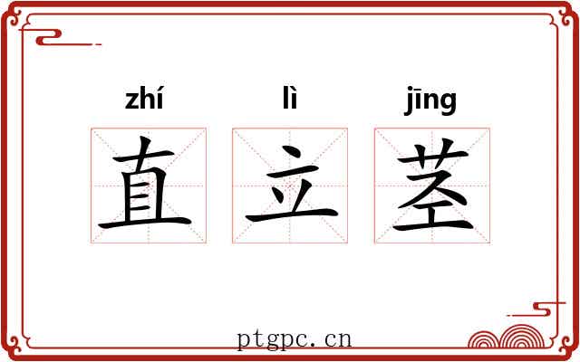直立茎 直立茎
