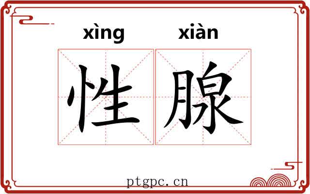 性腺