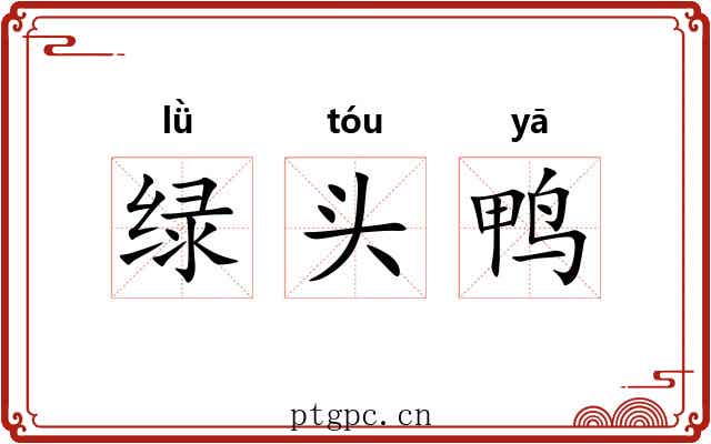 绿头鸭 绿头鸭
