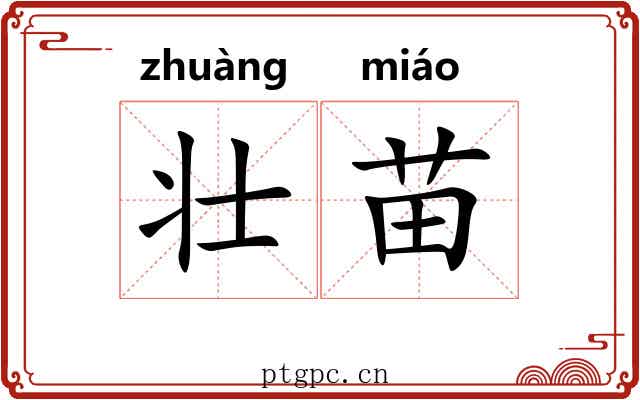 壮苗 壮苗