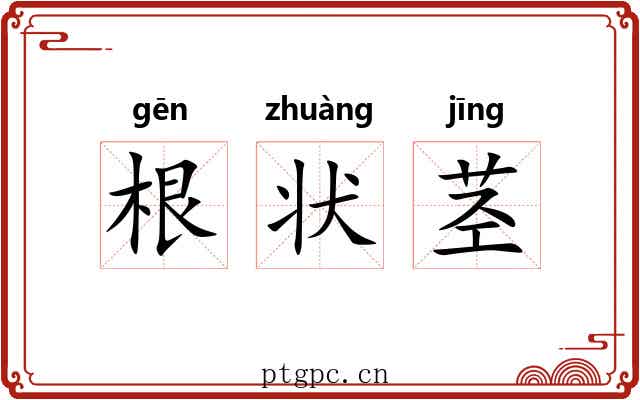 根状茎 根状茎