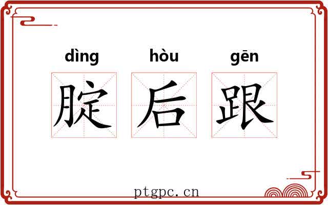 腚后跟