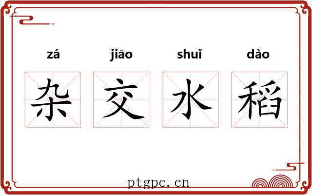 杂交水稻 杂交水稻