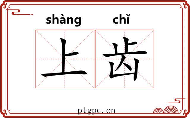 上齿