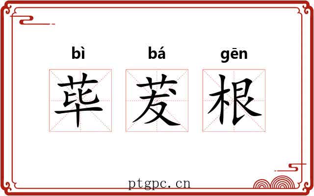 荜茇根 荜茇根
