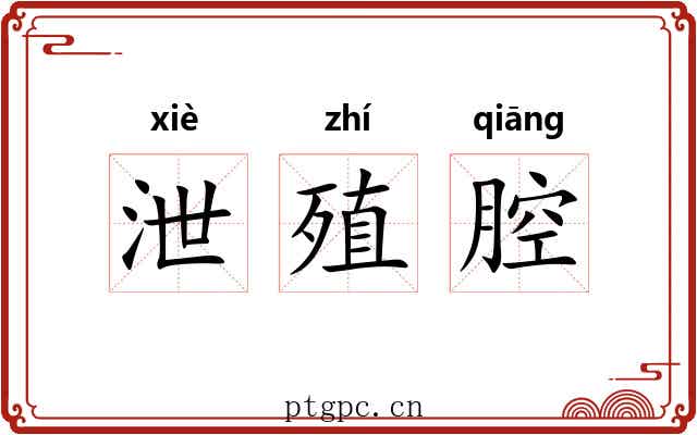 泄殖腔 泄殖腔