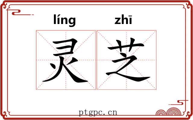 灵芝
