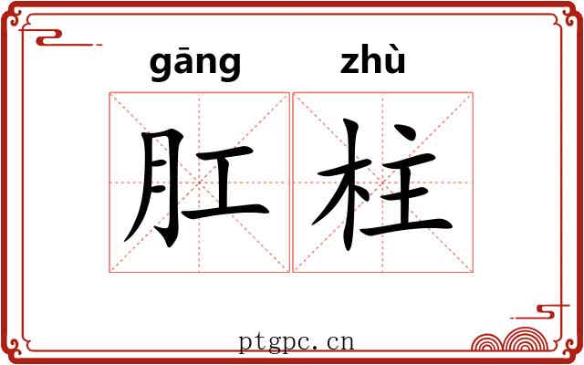 肛柱