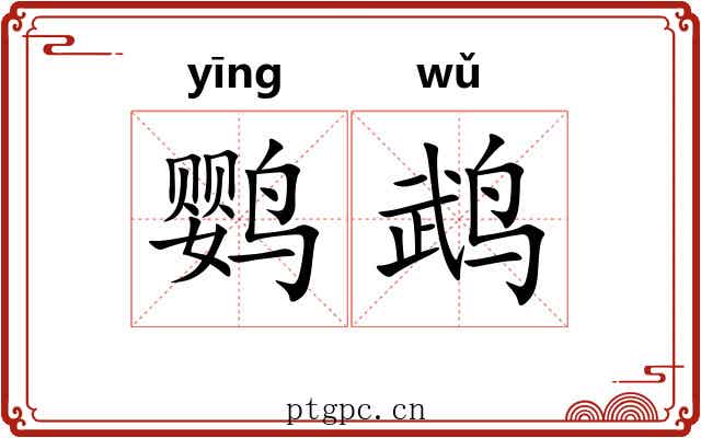 鹦鹉 鹦鹉