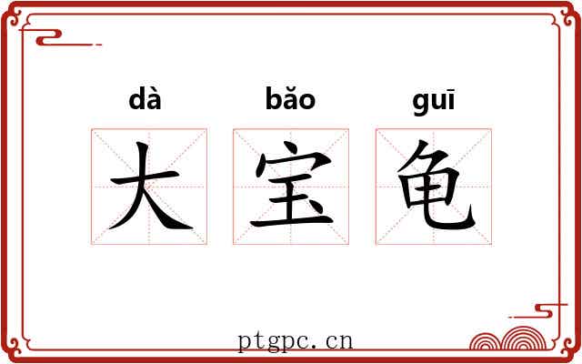 大宝龟 大宝龟