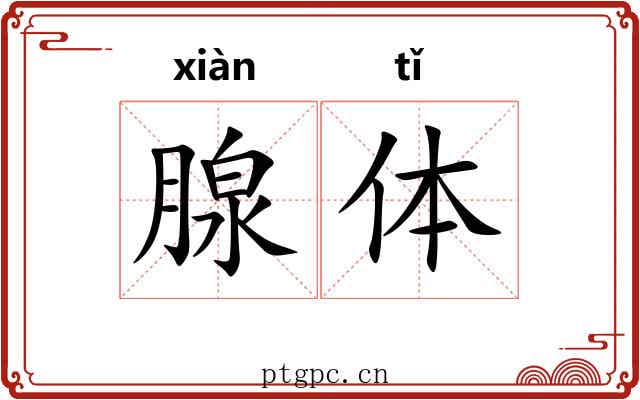 腺体 腺体