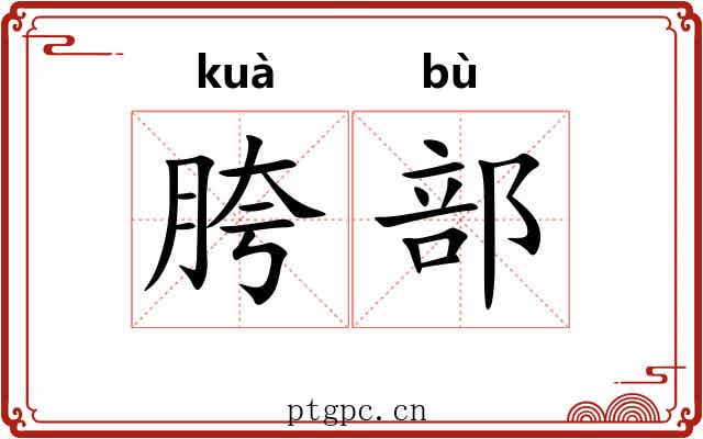 胯部