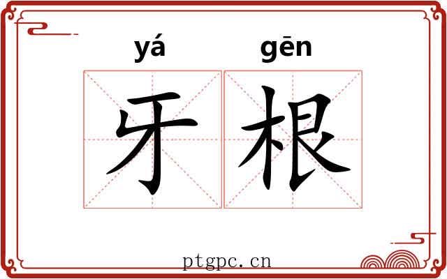 牙根