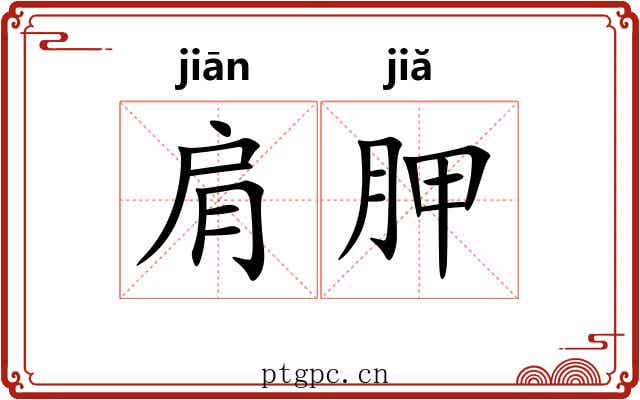 肩胛 肩胛