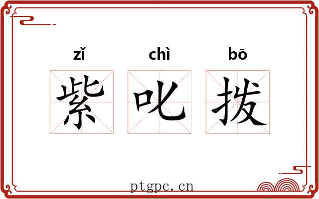 紫叱拨 紫叱拨