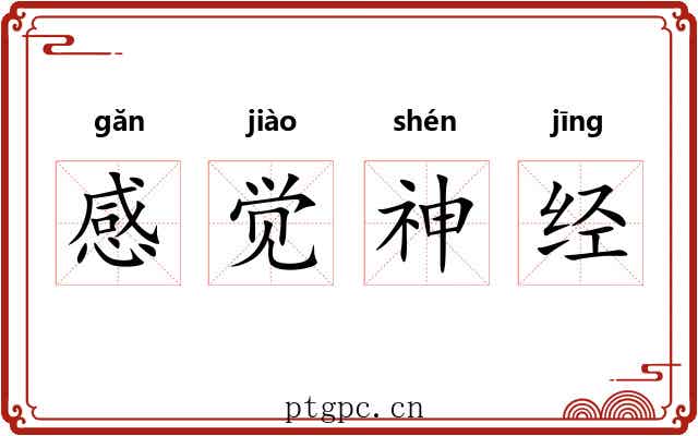 感觉神经 感觉神经