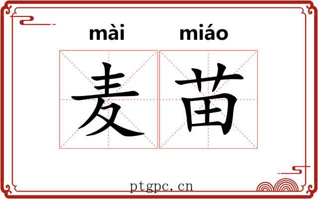 麦苗 麦苗