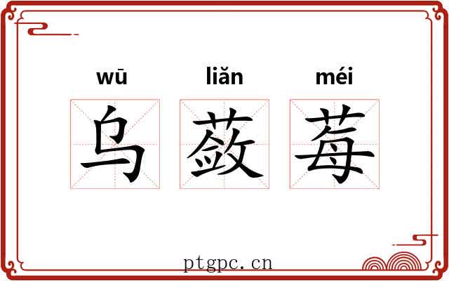 乌蔹莓 乌蔹莓